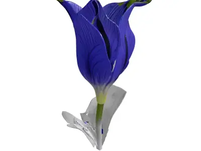 Elegant Blue Flower Blossom 3D Model Low-poly 3D model