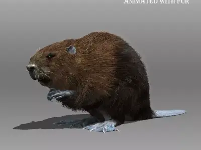Beaver Animated with Fur 3D model