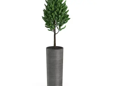 Plant in Dark Ceramic Pot 3D model