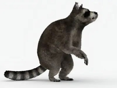Animated Raccoon with MAYA XGEN Fur Low-poly 3D model