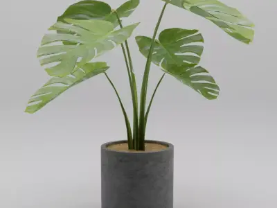 Monstera Plant 3D model