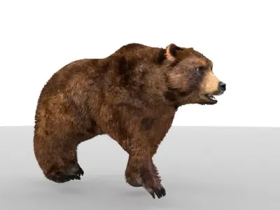 Middle-poly model Bear 3D model