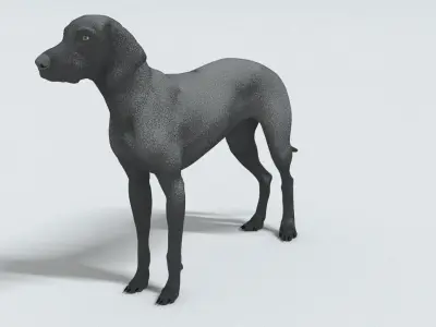 laos Weimaraner dog 3D model