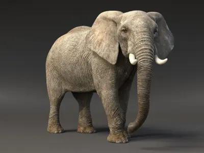 African Elephant Animated 3D model