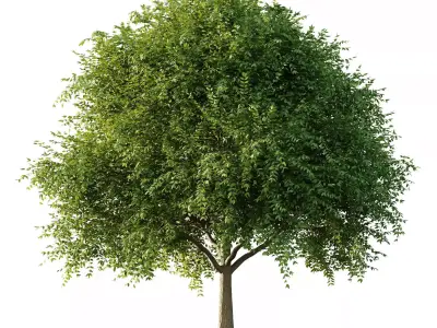 Excellent collection of Tree plants 18 Different Models 0024