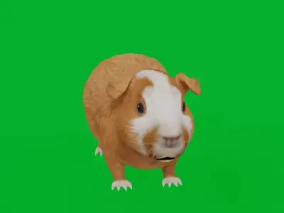 Domestic Guinea Pig Rodent Low-poly 3D model