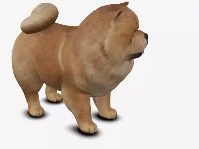 dog chow chow Low-poly 3D model