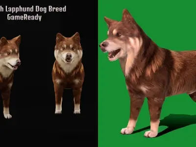 Finnish Lapphund Dog Breed 3D model