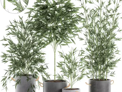 Bamboo bush for the interior in a black flowerpot 597 3D model
