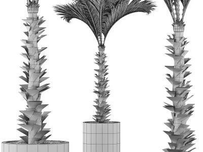 Plants Collection 132 Large Palm 3D model