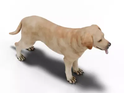 Labrador Retriever Low-poly 3D model