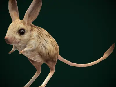 Long-eared Jerboa Rodent Low-poly 3D model