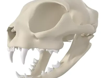 Cat Skull 3D model