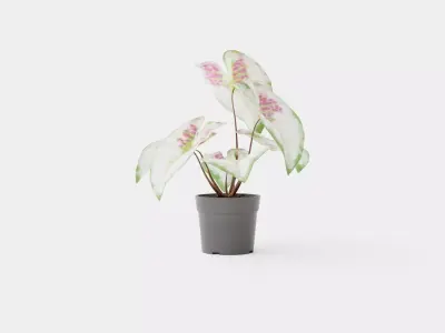 Caladium Low-poly 3D model