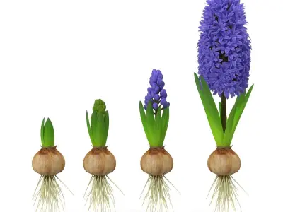 Hyacinthus orientalis 3D model