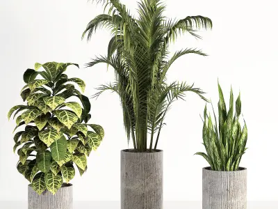indoor plant 02 3D model
