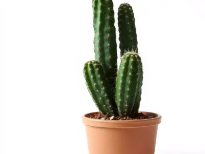 Spiky Green Cactus model pack Low-poly 3D model