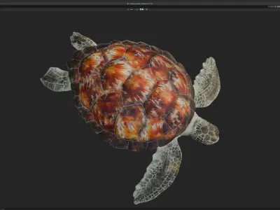 Chelonia mydas - Green sea turtle Low-poly 3D model