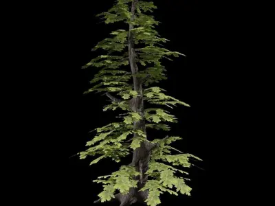 Tree Collection 1 - 3 trees - 2 colors Free low-poly 3D model
