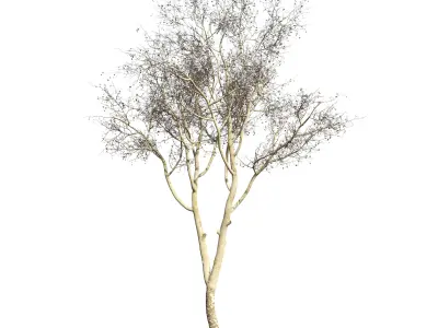 Platanus orientalis 3D model