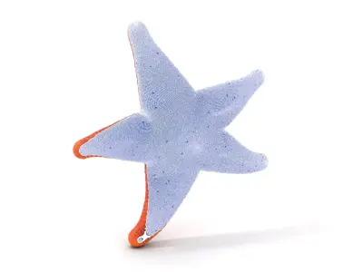Orange Starfish Marine model pack Low-poly 3D model