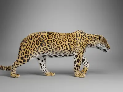 Jaguar-Panthera Onca- Animated   VFX Grace 3D model
