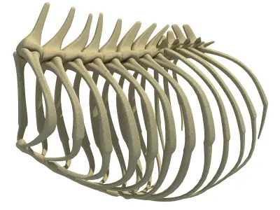 Highly Detailed Lion Rib Cage 3D model