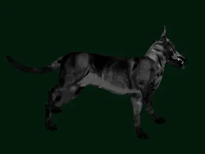 Zwergpinscher Dog Breed 3D model