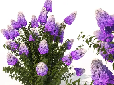 hydrangea 02 3D model