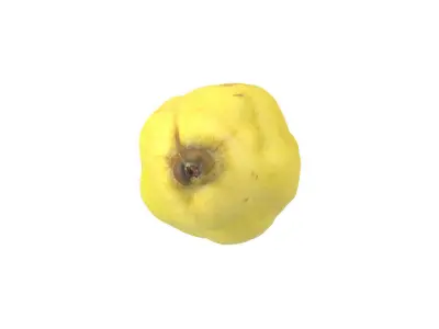 Photorealistic Quince 3D Scan 3D model