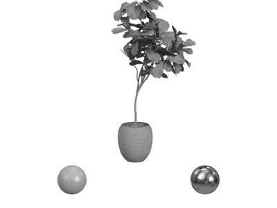 Ficus White Pot 3D model