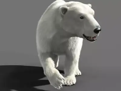 Bear Polar 3D model