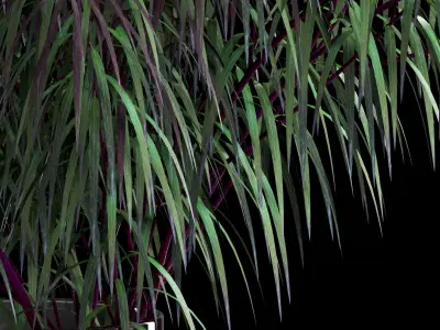 Agonis plant in glass vase 3D model