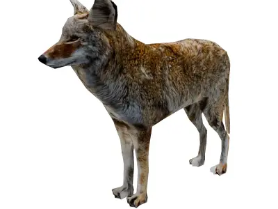 Coyote low poly Low-poly 3D model
