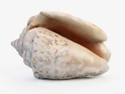 Small Seashell PBR Low-poly 3D model