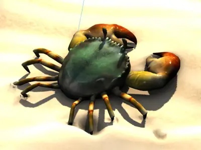 Fiddler crab sea crab shell crab 3D model