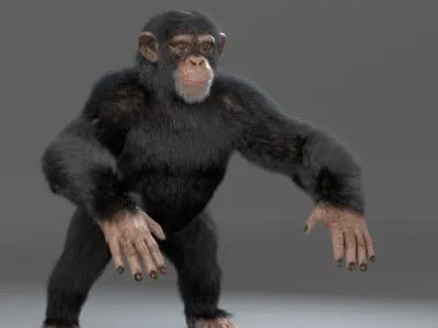 Chimpanzee Maya 3D model