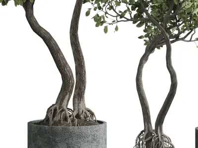 Indoor plant 03 3D model