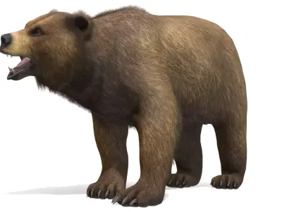 BEAR - MALE Low-poly 3D model