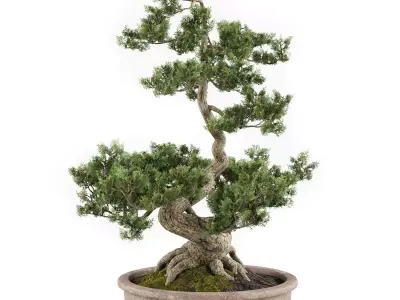 Bonsai tree 02 3D model