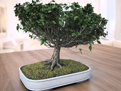 Wind Animated - American Elm Bonsai 001 3D model
