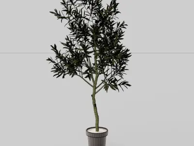 Faux Potted Olive Tree Large 3D model