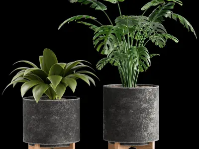 Indoor plant collection 01 3D model