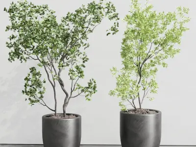 indoor plant ravenala ficus rubbery monstera  Low-poly 3D model