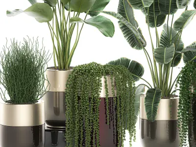 Houseplants in a luxury pot for the interior 706 3D model