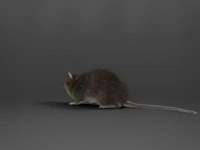 Rat Mouse Rigged  VFX Grace 3D model