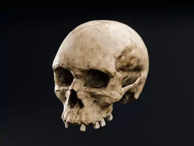 Skull Low-poly 3D model