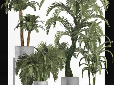 Plants Collection 197 Palms 3D model