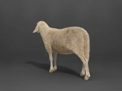 Assaf Sheep03 With 4 Animations VFX Grace  3D model
