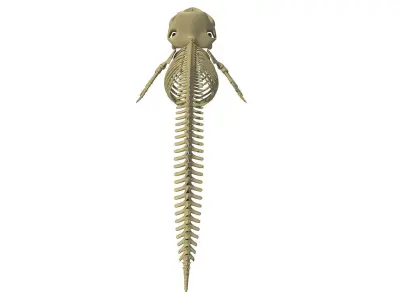 Sperm Whale Skeleton 3D model